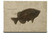 Gorgeous, Predatory Fish Fossil (Phareodus) - Wyoming #383064-1